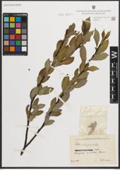 Foto von Salix phylicifolia L.